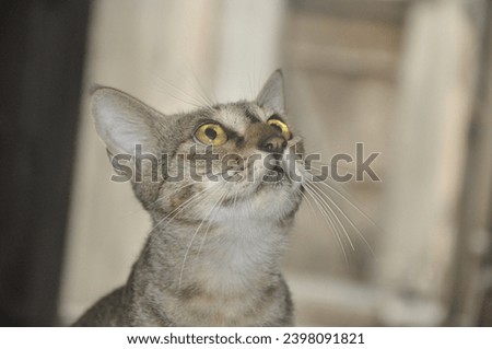 A Beautyfull domesstic cat pic click by mr shoaib 