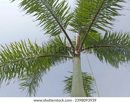 Tropical palm tree leaf against blue sky, low angle view.