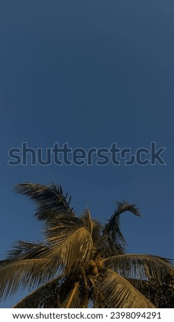 Palm tree in mid summer miami