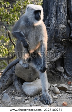 Sitting Style of Monkey Asian Monkey