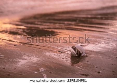 Scallop shell on wet sand in the rays of the dawn sun. Coastal waves and strip of sandy beach. Inspirational and calming picture. Relaxation and tranquility in the moment. Beautiful colors of morning Royalty-Free Stock Photo #2398104981