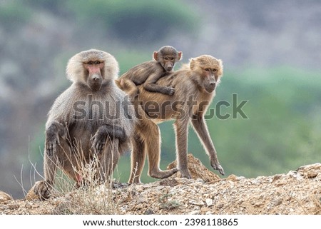 Hamadryas baboon, Papio hamadryas, in the Asir Mountains in Saudi Arabia.