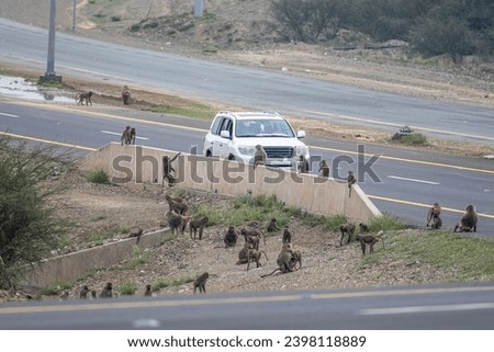 Herd of monkeys waiting for food near the road in the Asir Mountains in Saudi Arabia.