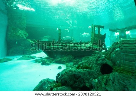Beautiful Aquarium and Underwater Zoo of the Mall,Underwater tunnel at an aquarium,sea life at Underwater Ocean on vacation.