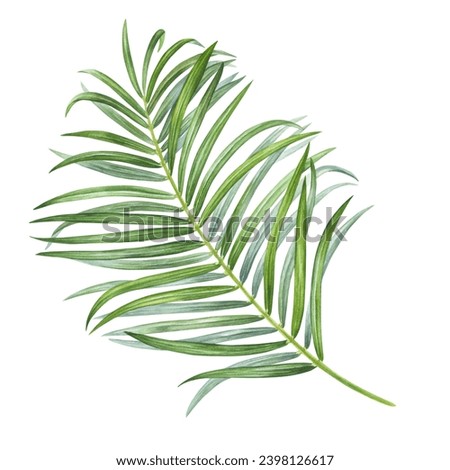 Palm Leaf Watercolor botanical illustration. Hand drawn clip art on isolated background. Tropical exotic plant painting. Drawing of green foliage coconut. Nature sketch for summer prints