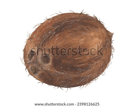 Coconut Watercolor botanical illustration. Hand drawn clip art on isolated background. Tropical Fruit painting. Drawing of sweet food. Exotic nut for prints and stickers. Realistic single object