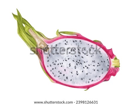 Dragon Fruit Watercolor botanical illustration. Hand drawn clip art on isolated background. Tropical exotic Pitaya painting. Drawing of sweet food. Half Pitahaya with white pulp