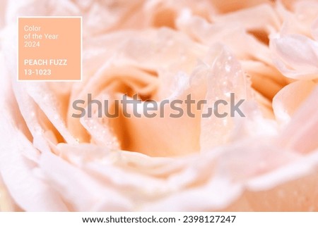 Color of the year 2024. Peach pastel background. Trendy abstract wallpaper. Modern floral photo