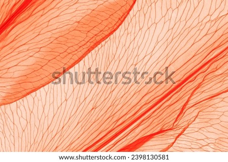 Natural Autumnal red peach color leaves as creative nature pattern, veins of leaf, textured foliage closeup, organic design background. Aesthetic nature macro trends, peach fuzz trend color 2024 year Royalty-Free Stock Photo #2398130581
