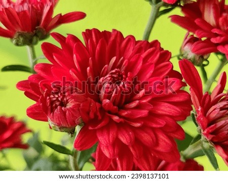 Chrysanthemums or Chandromollika flowers. Close up image. Beautiful flowers for gifts and home decorating ideas.