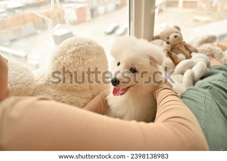 Christmas at home. Small children in a Santa hat hug a pet and open Christmas presents. Children are playing with an animal. Celebrating winter holidays. happy new year. Samoyed dog