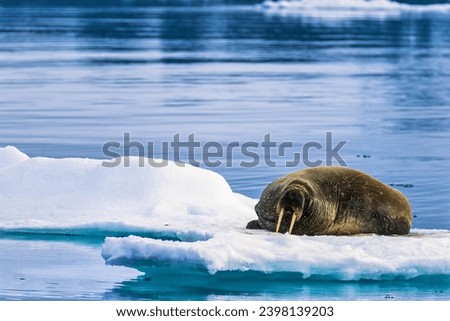 Walrus resting on an ice floe