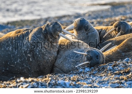 Group of Walruses on a beach
