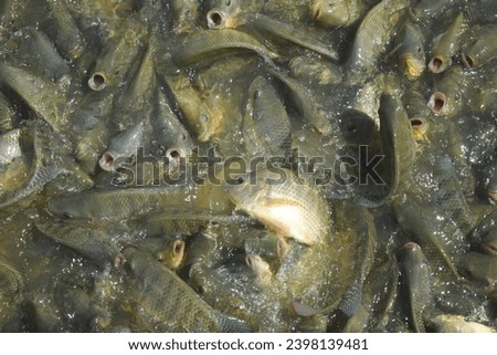 a lot of tilapia fish swiming and feeding in aquaculture pond, fish farm industry concept