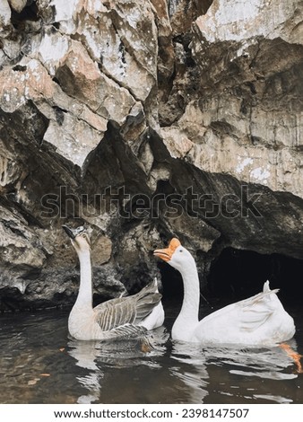 A pair of swan with cave background