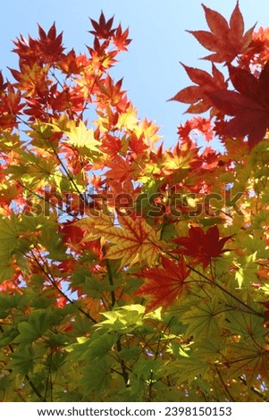 Hokkaido maple leaf in Japan 