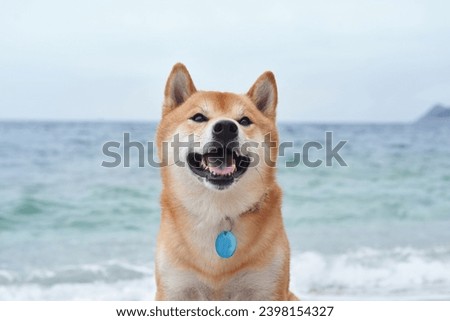 A dog smiles contentedly by the sea, embodying the joy of coastal life. This charming Shiba Inu, poised against the ocean breeze, captures the essence of a beach day Royalty-Free Stock Photo #2398154327