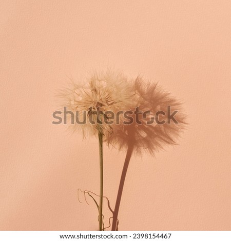 Peach fuzz, trendy color of 2024 year, fuzzy dandelion flower on bright peach paper textured background with aesthetic sunlight shadow, square business brand or social media blog template.