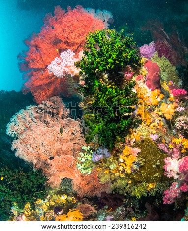 Colourful corals in Raja Ampat