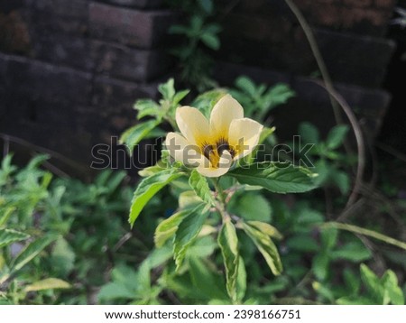 Selective focus. Bunga yolanda or yolanda flower or Turnera subulata is a species of flowering plant in the passionflower family known by the common names white buttercup.