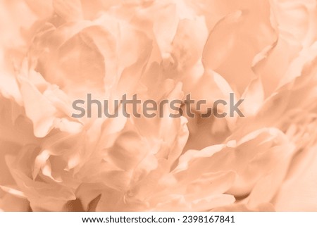 Peony flower close-up. Abstract gentle peach background with flowers petal. Peach fuzz pantone 
color of year 2024 stylish flat lay for presentation