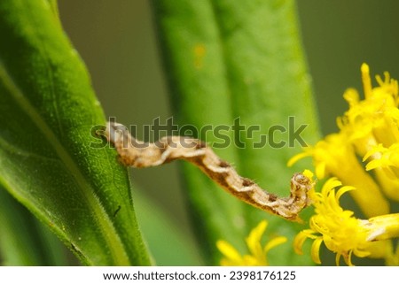 Larva of Orange Moth (Azamikabanamishaku) devouring a yellow-flowered goldenrod (natural light and strobe macro close up photograph)