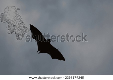 Seychelles fruit bat, flying fox, Mahe, Seychelles 9