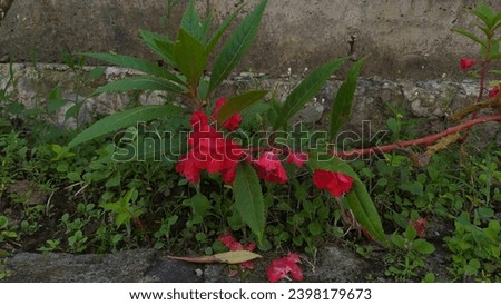 red banyu henna flowers in bloom