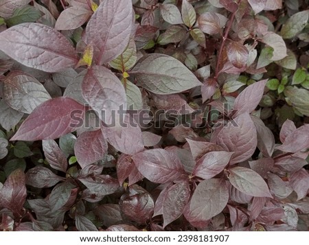 Alternanthera dentata or known as little ruby has purple leaves. looks beautiful and unique