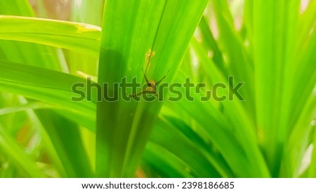 
A picture of spider hovering Above Fresh pandanus leaf 
