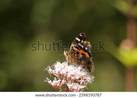 Indian Red Admiral butterfly spred wing and sucking nectar from a Japanese Thoroughwort flowerhead (Wildlife closeup macro photography) 