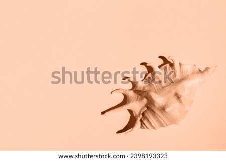 Trendy peach fuzz pantone color of year 2024 background. Minimalistic flat lay with seashell on peach background with copyspace