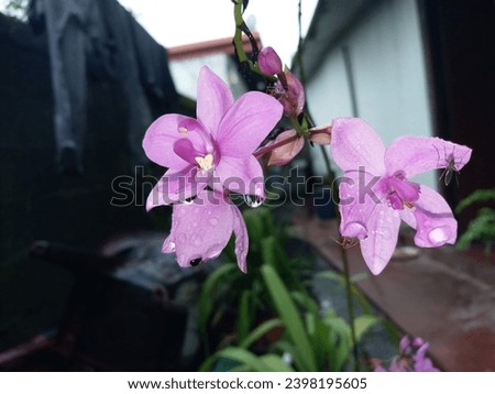 Beautiful Purple Orchid flower 2023