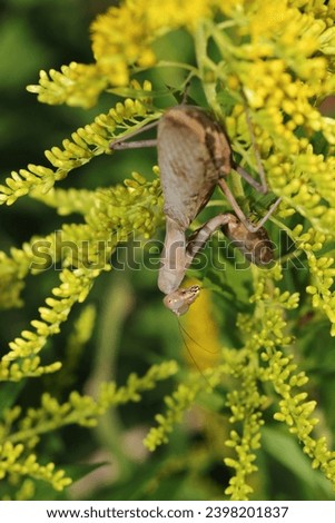 Rare brown colored flat belly mantis posing in return with a yellow flower goldenrod (Wildlife closeup macro photograph)