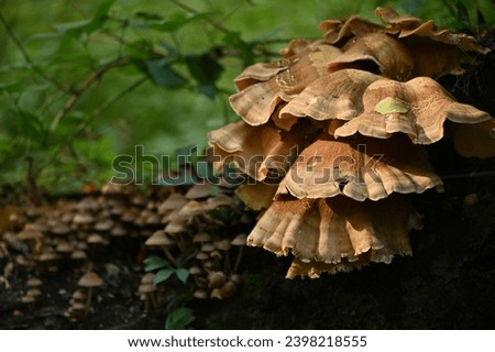 There is a large black-staining polypore(Meripilus giganteus)mushroom on the left side of the picture,with an empty space next to it.According to some research,this species has an anti-cancer effect.