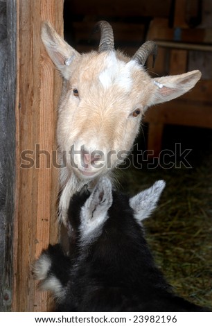 goat mother with her kid