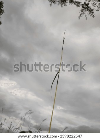 photo of single grass stem