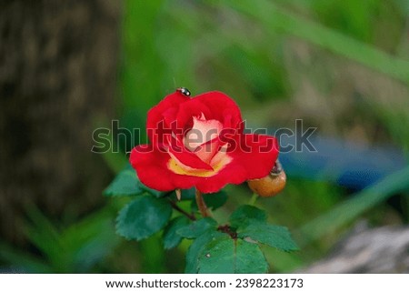 Beautiful vibrant red rose with bug, Red rose for valentine's day