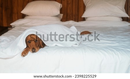 A dog of the Golden Retriever breed lies on a bed in the bedroom on white linens and covered with a blanket. A tired and sleepy dog lies on the bed and looks at the camera.