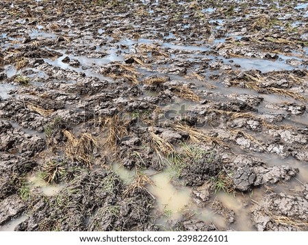 rice fields after the first stage of plowing process