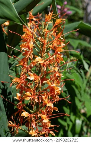 Close up of ginger lily (hedychium gardnerianum) flowers in bloom