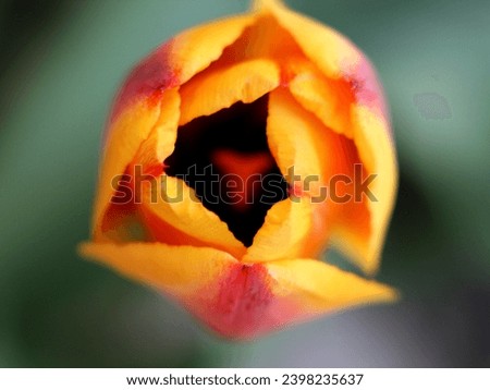 Top view of orange red yellow tulip. Macro close up. Spring springtime perennial bulb. Blurred background bokeh. Selective focus narrow depth field. Beauty in nature. Garden. 