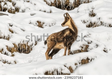 Chamois (Rupicapra rupicapra) goat antilope in the snow of Spanish Pyrenees mountains. Wildlife scene of nature in Europe.