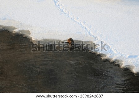 A European otter sitting by the frozen river's edge. Its coat and tail are somewhat covered by snow. The ground is completely snowy. Some sunlight is shining from the left side of the frame.