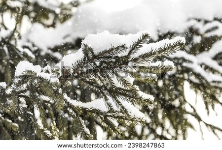 Winter. Snow is falling. Green fir branches covered with snow on a winter day, close-up. Beautiful diffused light.