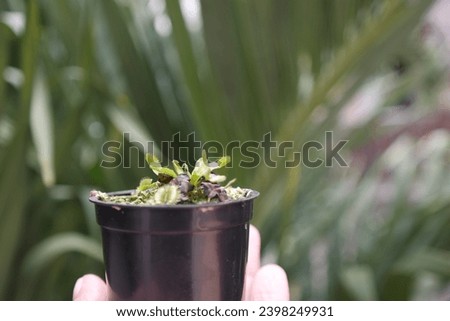 Dionaea Muscipula Typical form. Venus Flytrap - Predatory plant, Carnivorous Plant

