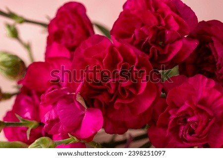 Bouquet of red carnation fresh flower. Greeting card, pink background with copy space. 