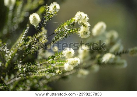 native yellow flowers on a Melaleucas plant in the bush in tasmania Royalty-Free Stock Photo #2398257833