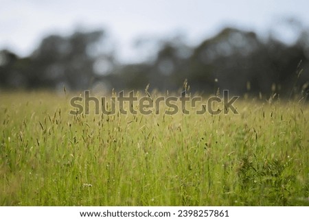 long grass in a paddock in australia on a regenerative farm in spring Royalty-Free Stock Photo #2398257861