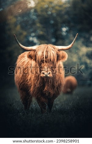 This captivating image features a Highland cow, distinguished by its long, wavy coat and prominent horns, standing serenely in a lush green field.